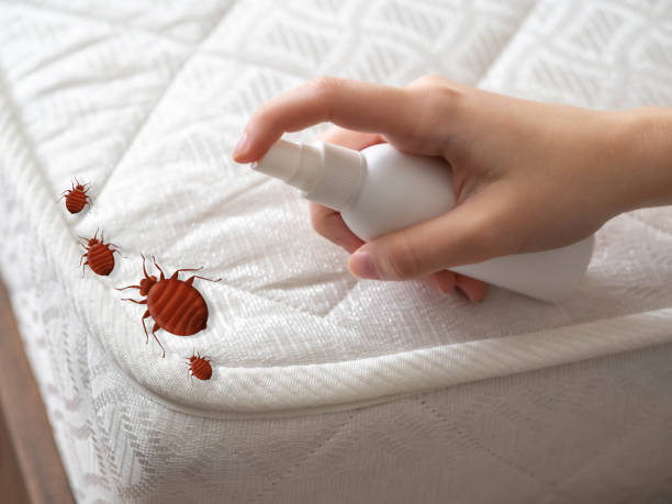 Best Mosquito Control Services  in Roebuck, SC