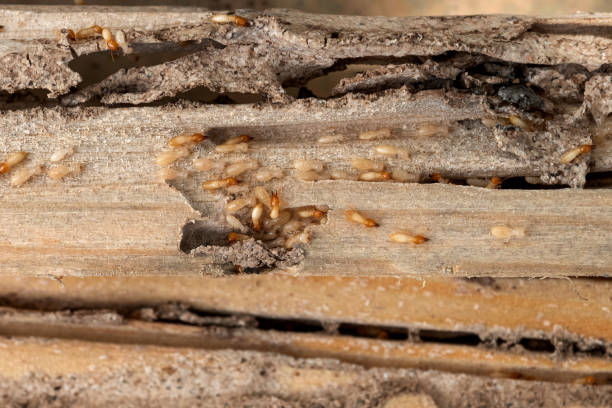 Best Exterminator Services  in Roebuck, SC