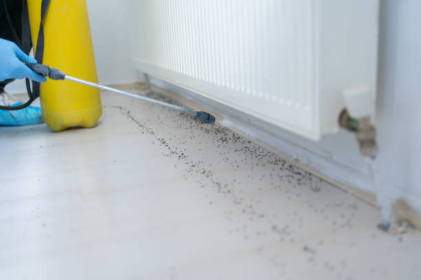 Best Insect Control  in Roebuck, SC